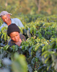 Three people working in a coffee plantation with green coffee plants.