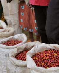 Sacks filled with red coffee beans on a grassy ground with people in the background.