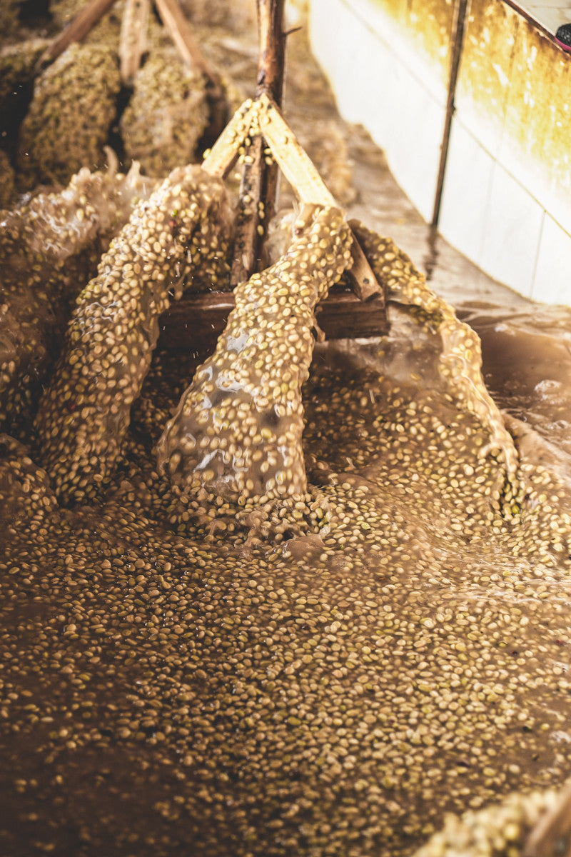 washing beans in bin