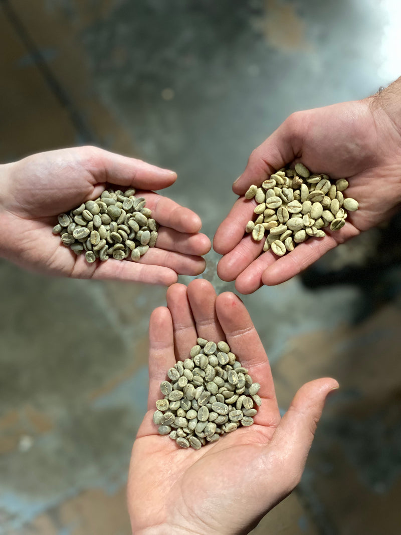 hands holding green beans prior to roasting