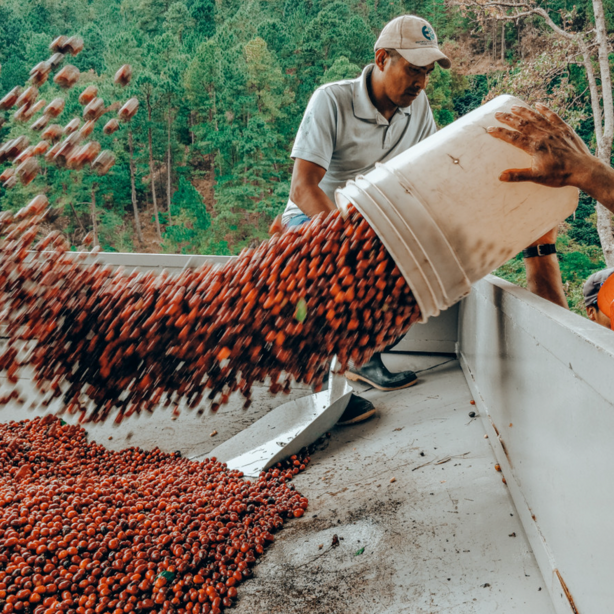 Coffee cherries being dumped out a bucket and flowing into a large vat of red ripe cherries.