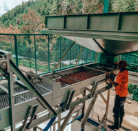 Coffee cherries being processed and sorted in a big metal sorting machine.