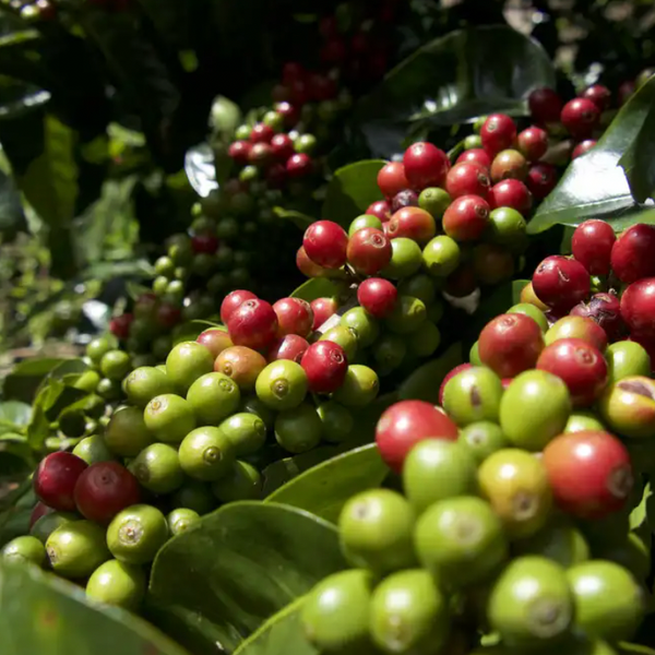 Ripening coffee cherries on the coffee plant branch. 