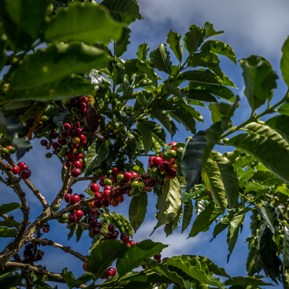 coffee plant image