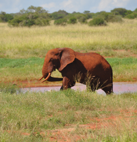 Elephant standing near a water source in a grassy savanna