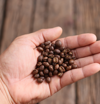 peaberry coffee beans