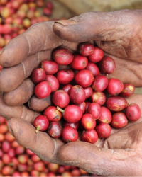 Hands holding red coffee beans with a background of more coffee beans